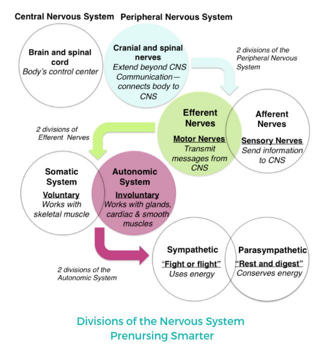 teas nervous system study tips chart showing central peripheral autonomic nervous systems