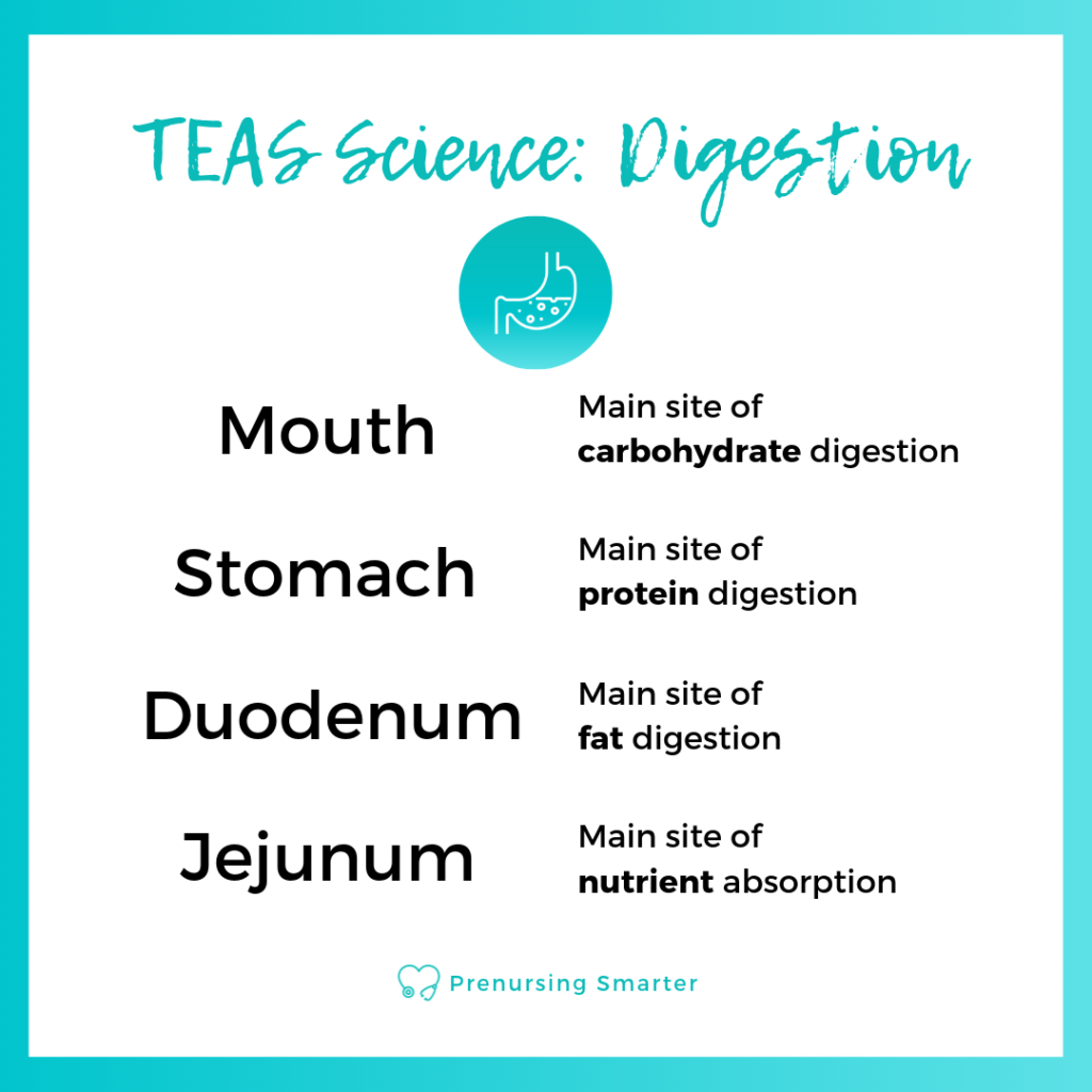TEAS Science Digestion mouth stomach small intestine