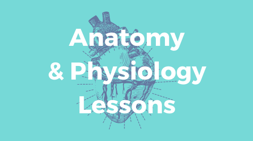 A+P Unit Bundle Card anatomy and physiology teas online lessons